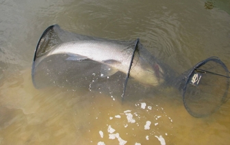 На участках реки Неман и Гродненского водохранилища в период нерестовой миграции рыб установлен полный запрет на любительское рыболовство