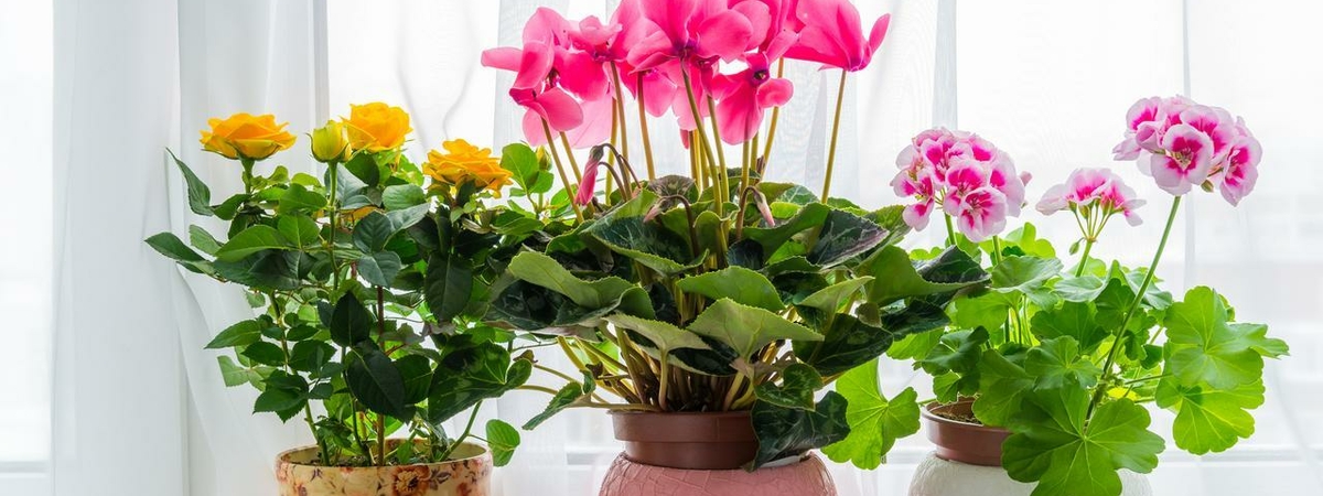 7 комнатных растений с мощной любовной энергетикой