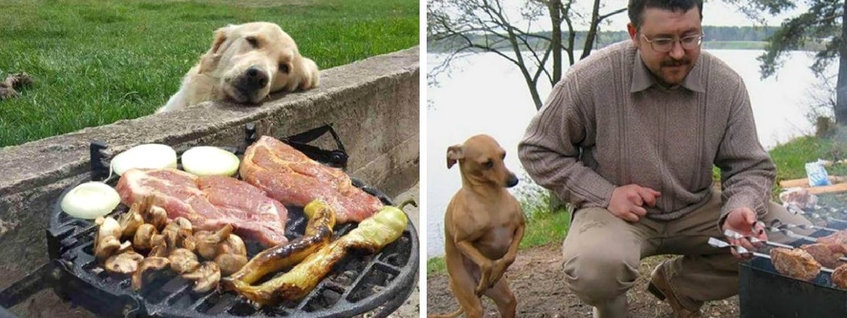 Ты не ты, когда голоден. Собаки умеют выпросить еду у кого угодно!