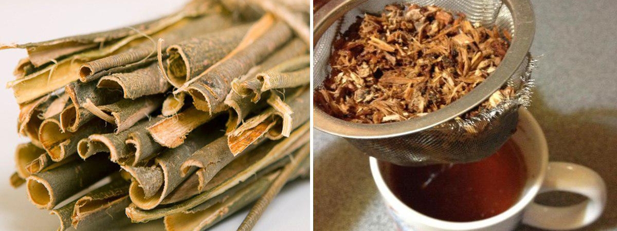 Лечебные свойства настоя из коры осины