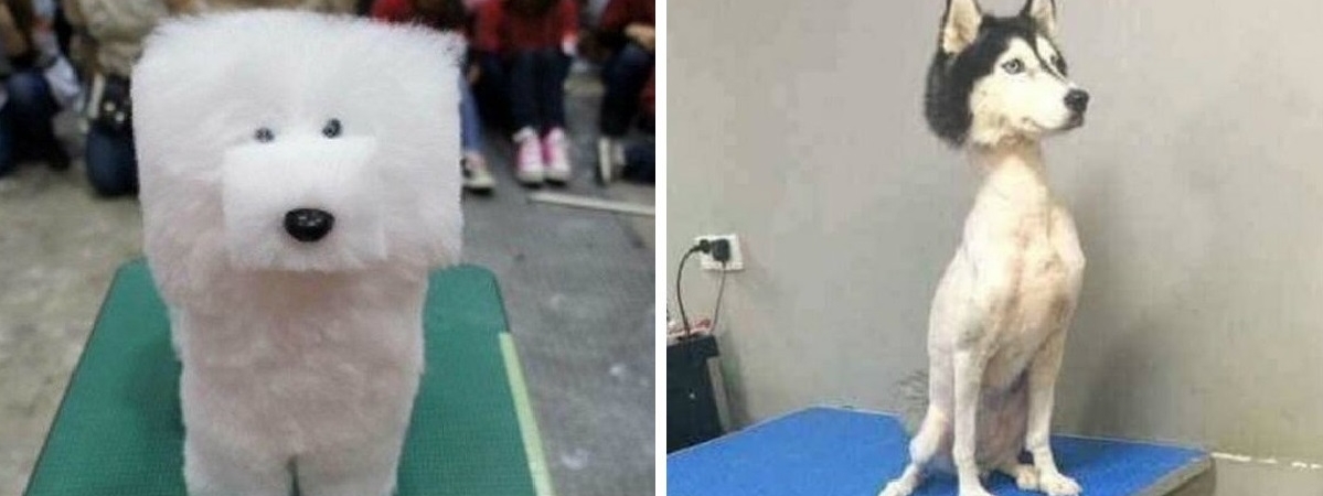 «Хозяин, за что?» 15 самых безумных стрижек собак и котов