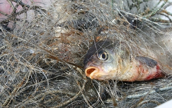 Слонимчанину грозит до 3 лет тюрьмы за незаконную рыбалку на Зельвинском водохранилище