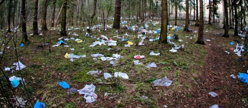 В Беларуси планируется декриминализовать ответственность за загрязнение леса и ввести уголовную ответственность за незаконную рубку в особо крупном размере