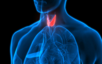 10 фактов о щитовидной железе, которые всем необходимо знать