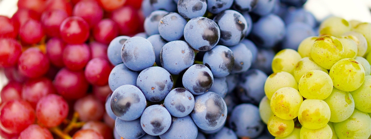 Бахус против рака. Виноград уничтожает онкоклетки – доказано учеными