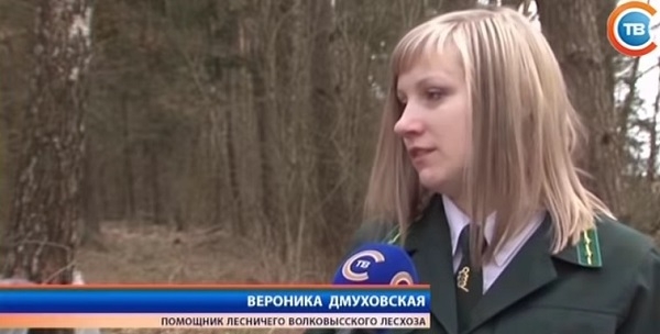 В Волковыском лесхозе планируют собрать 500 тонн березового сока 