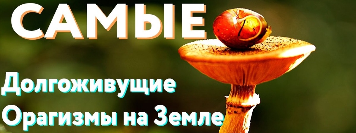 10 самых долгоживущих организмов на Земле