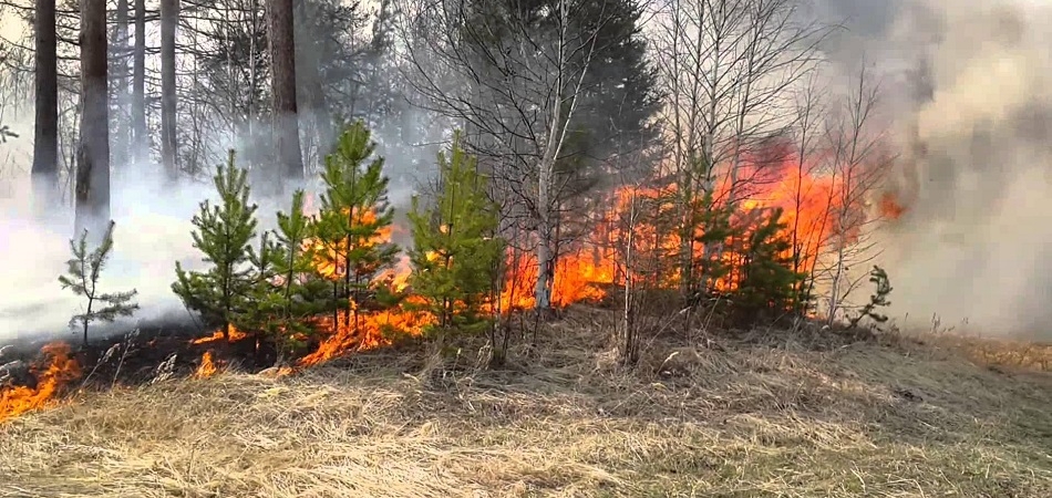 О запретах и ограничениях на территории Волковысского района при установлении классов пожарной опасности лесов 