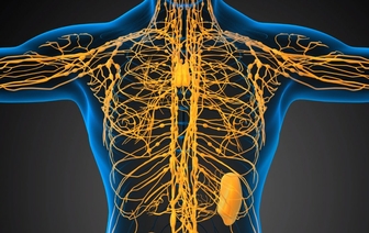 Как использовать лимфасистему для поддержания молодости – рекомендации медиков
