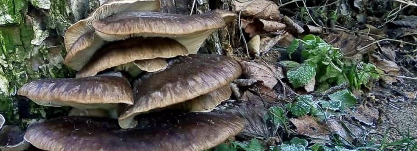 В Беловежской пуще в середине зимы продолжают расти грибы &#127812;