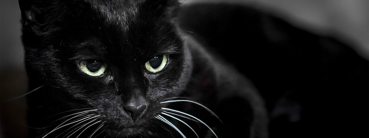 Почему нельзя заводить черного кота
