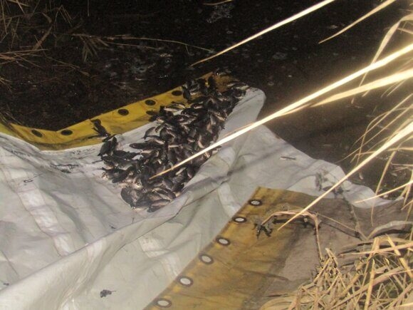 Волпенское водохранилище зарыбили карасем и язем