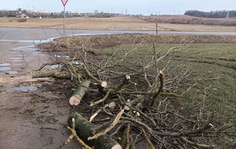 В Волковыске дерево повредило линию электропередач