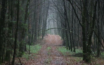 Запрет на посещение лесов сняли в Волковысском районе