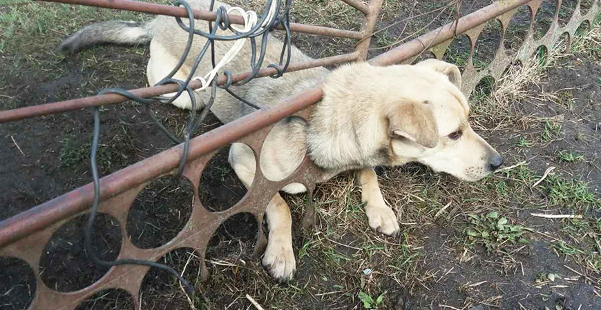 В Волковыске спасатели освободили застрявшую в заборе собаку