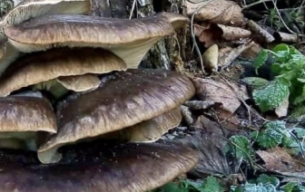 В Беловежской пуще в середине зимы продолжают расти грибы &#127812;