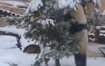 Видео: панда Диндин разнесла вольер, увидев снег в Московском зоопарке &#128060;&#128074;
