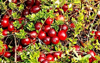 О сроках заготовки дикорастущих ягод брусники и клюквы в 2016 году