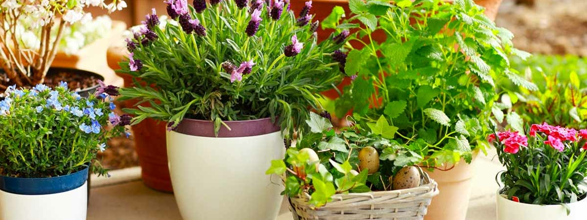 Комнатные растения для женщин: какие цветы привлекают в жизнь хозяйки счастье