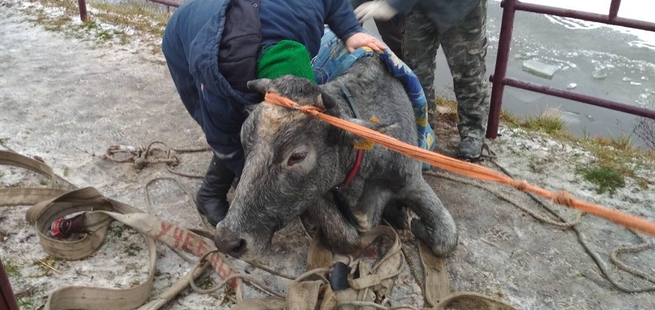 В Верейках бойцы МЧС спасли провалившуюся под лед корову 