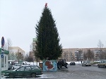 Волковычане и гродненцы стали покупать больше живых елей