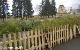 Елочные базары откроются 20 декабря
