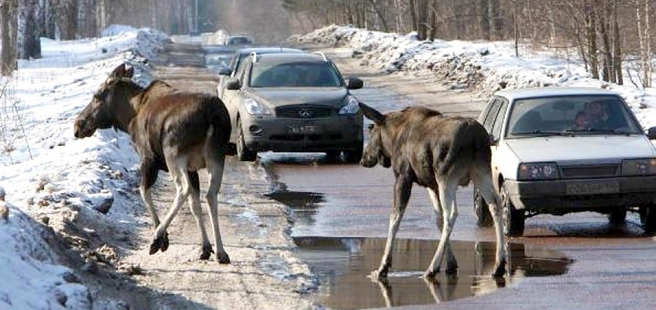 Осторожно на дорогах!