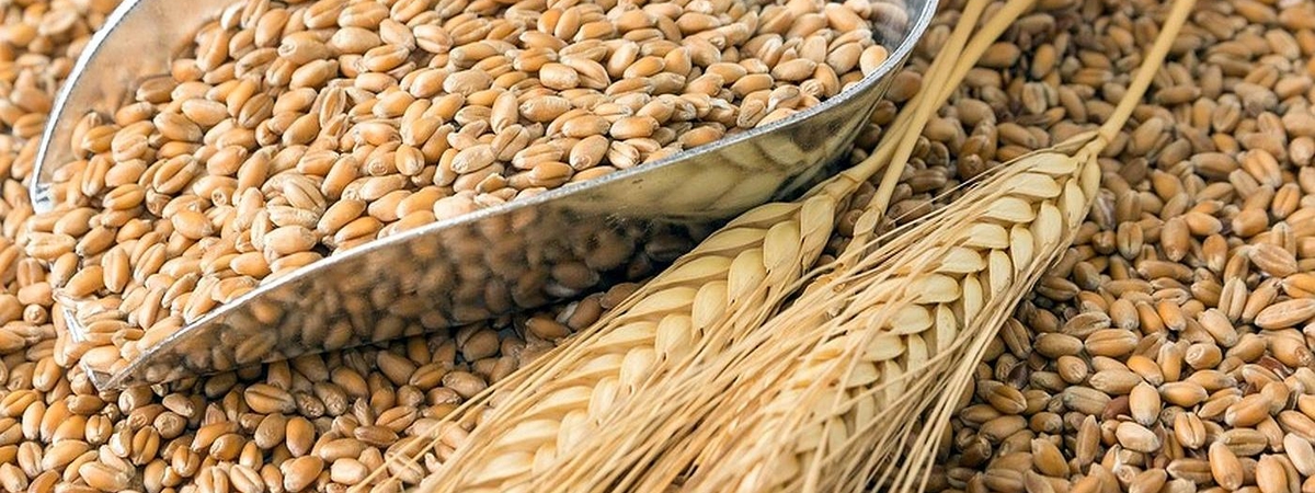 Вегетарианцы рискуют «подхватить» анемию - Врачи призвали отказаться от зерна из-за его токсичности