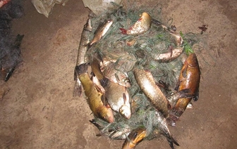 За пойманную в период нереста сетями рыбу житель Волковысского района может заплатить свыше 100 миллионов рублей (ВИДЕО)