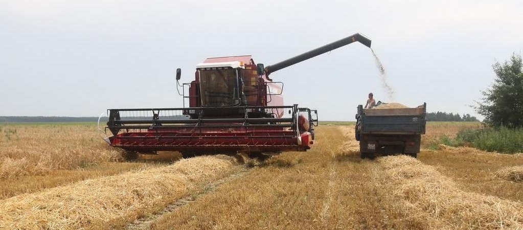 В Беларуси намолочено более 3 млн тонн зерна