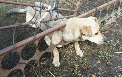 В Волковыске спасатели освободили застрявшую в заборе собаку