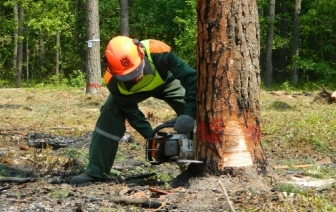 В лесхозе соревновались вальщики леса