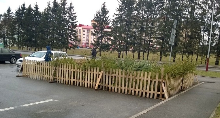 Елочные базары в Гродненской области начнут работу с 18 декабря