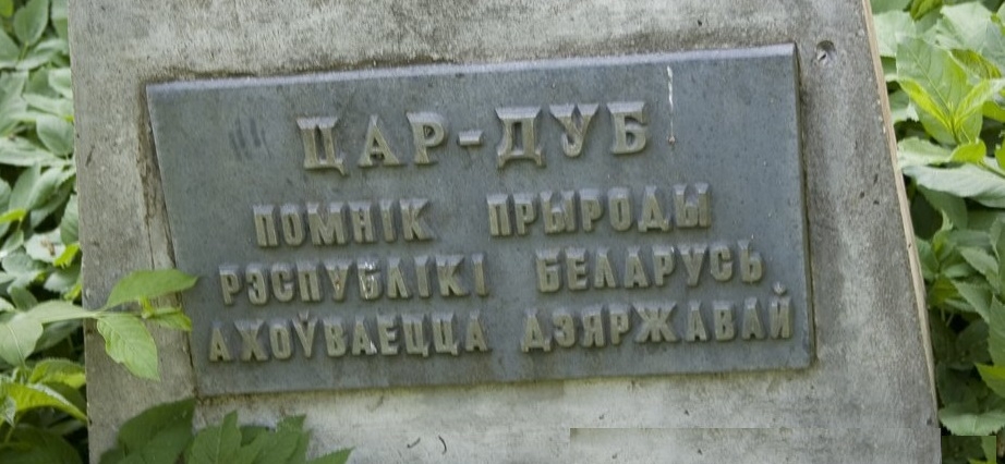 Волковысская достопримечательность «царь-дуб» получила новый статус