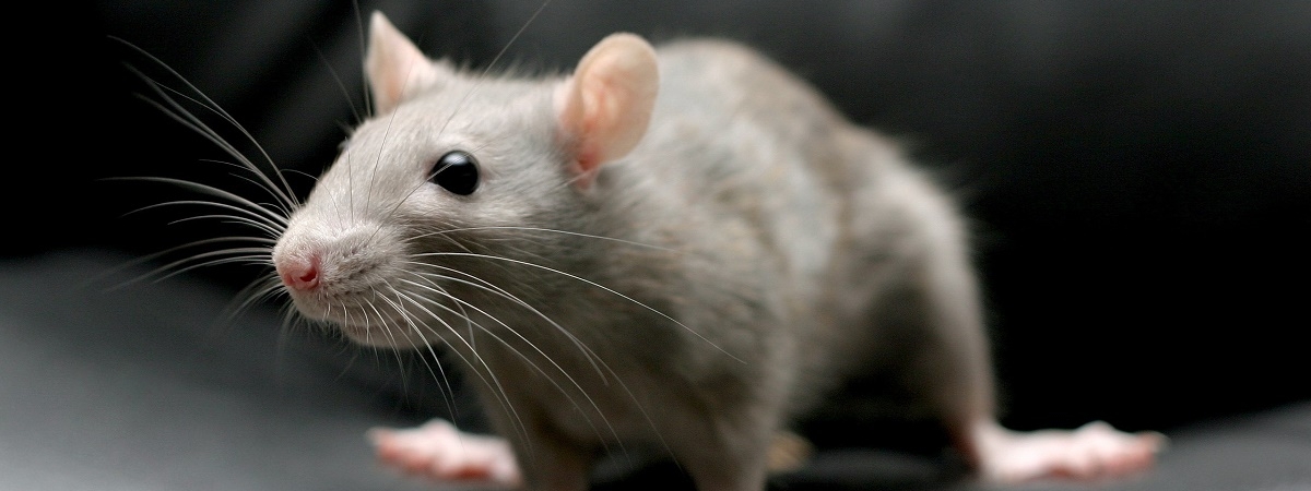 Почему люди боятся крыс: психологи раскрыли источник человеческих страхов
