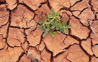 Новый доклад ООН: в мире деградировали 40% почв