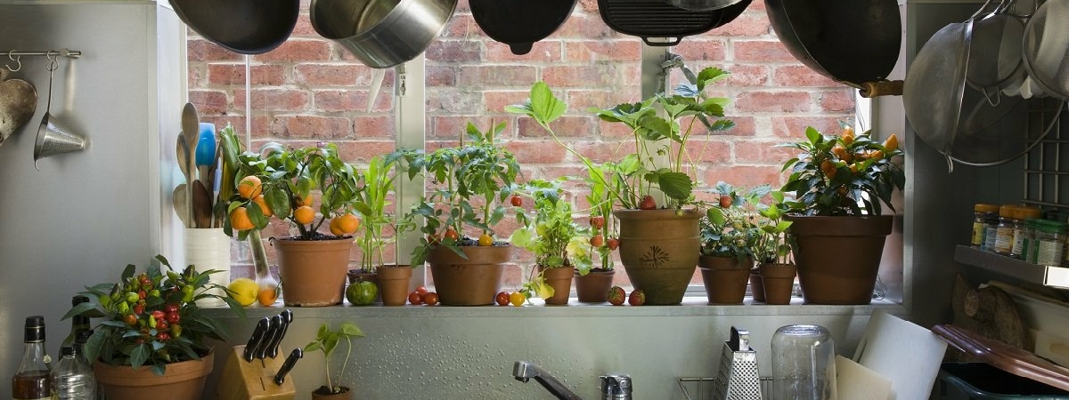 5 самых неприхотливых растений для кухни