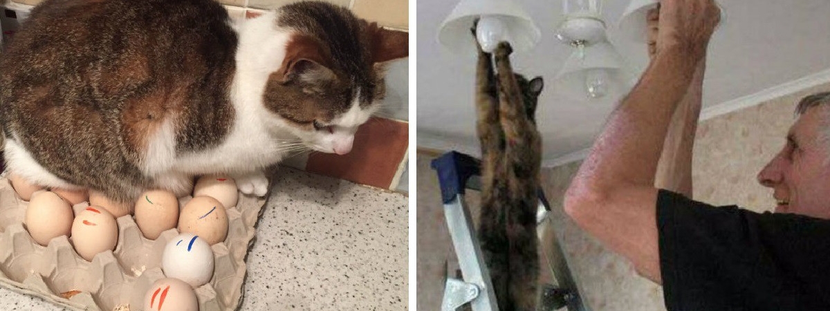 Где коты, там дичь! Фото, на которых с котейками происходит что-то непонятное