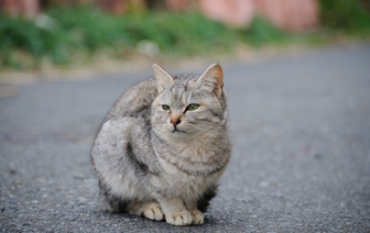 Кошка пришла в дом: что сулит примета