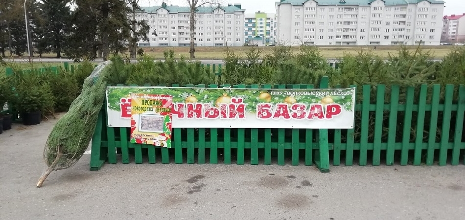 В Волковыске открылись елочные базары