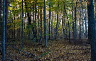 Заказник Замковый лес