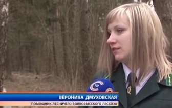 В Волковыском лесхозе планируют собрать 500 тонн березового сока 