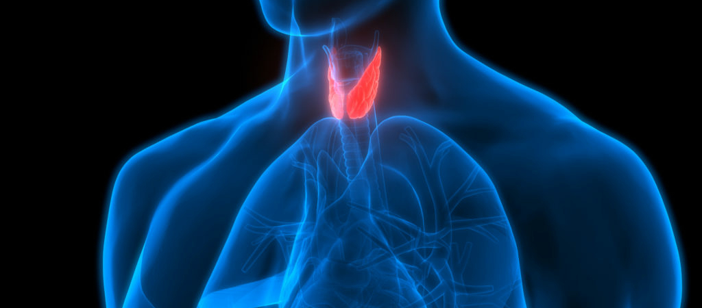 10 фактов о щитовидной железе, которые всем необходимо знать