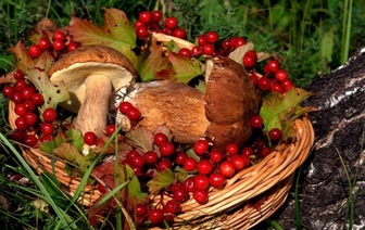 Заготавливаем грибы и ягоды, не нарушая законодательство