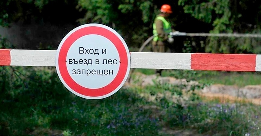 Ограничение на посещение лесов введено в Волковысском районе