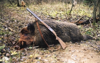 В Волковысском районе браконьеры незаконно добыли кабана