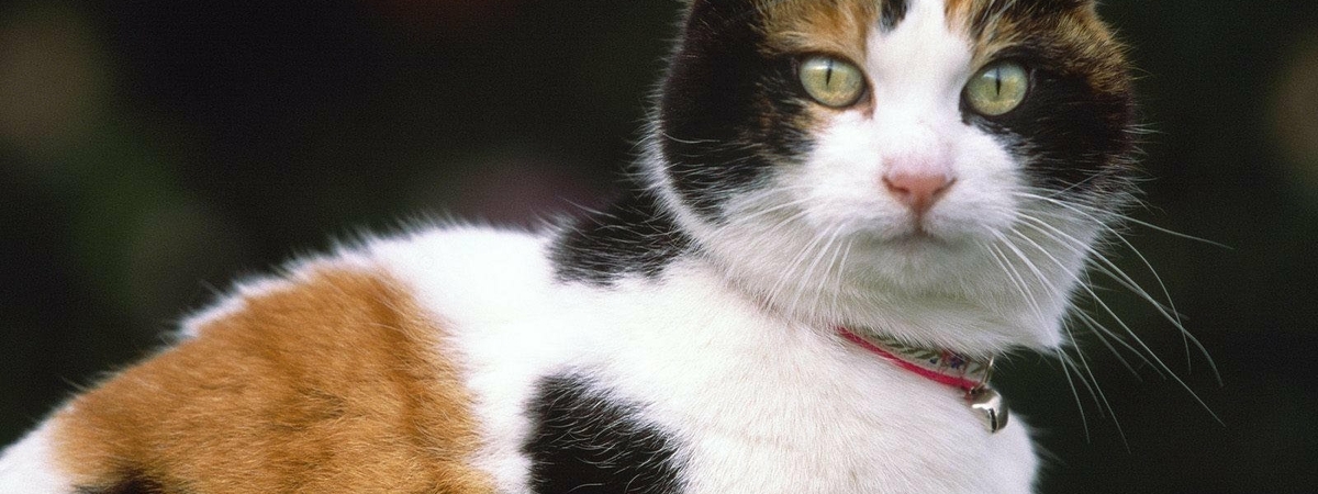 Как трехцветная кошка влияет на энерегетику дома в котором она живет