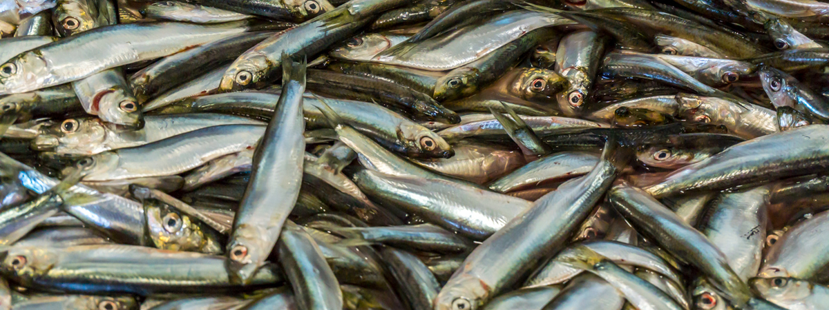 Шпроты — главный враг суставов: Названы виды рыбы, вызывающие подагру