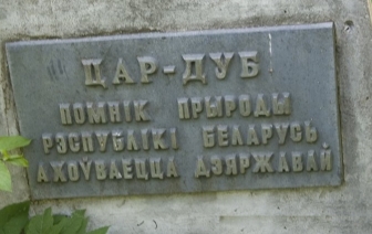 Волковысская достопримечательность «царь-дуб» получила новый статус