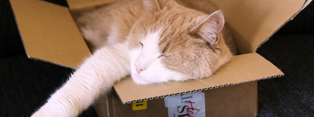 Ученые объяснили привязанность котов к коробкам